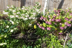 Nicky: The hellebores were good!