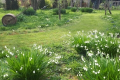 Another picture of Helen's Wildflower Meadow