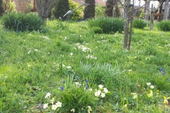 Helen's Wildflower Meadow is looking good
