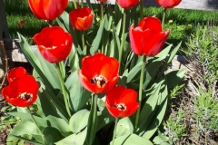 These were 3 bulbs 2 years ago each group planted between the front lavender bushes..