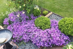 The phlox looked great this year, although it is a bit of a thug!