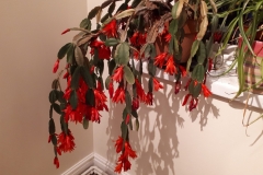 The Easter Cactus got it's dates wrong and flowered at Whitsun!