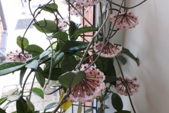 The Hoya did well after a severe haircut this year.