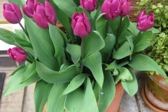 Eva's lovely tulips