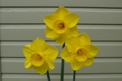 Bill's Brilliant Blooms!