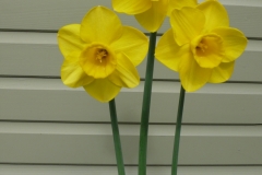 Bill's Brilliant Blooms!