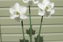 Bill's Brilliant Blooms!