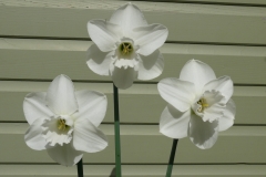 Bill's Brilliant Blooms!