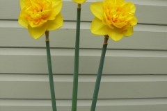 Bill's Brilliant Blooms!