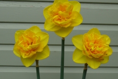 Bill's Brilliant Blooms!