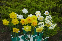 Bill's Virtual Daffodil Show