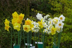 Bill's Virtual Daffodil Show