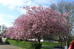 Bill's Beautiful Blossom (Jean's too but that spoils the alliteration!)