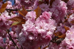 Close up of the blooms