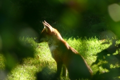A beautiful shot of a guest at Bill and Jean's.